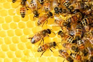 Beesharing meldet Insolvenz an