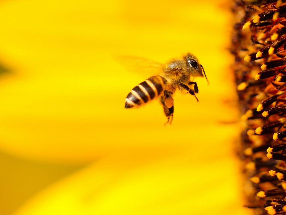 Biene über einer Blume