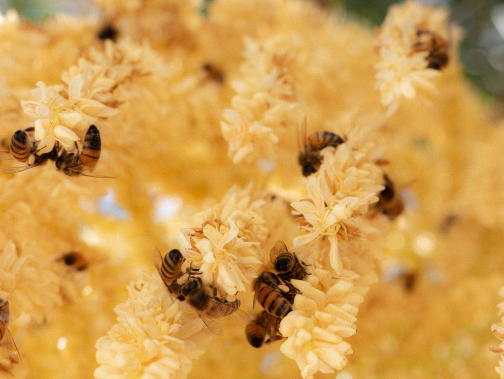 Bestaeubende Bienen